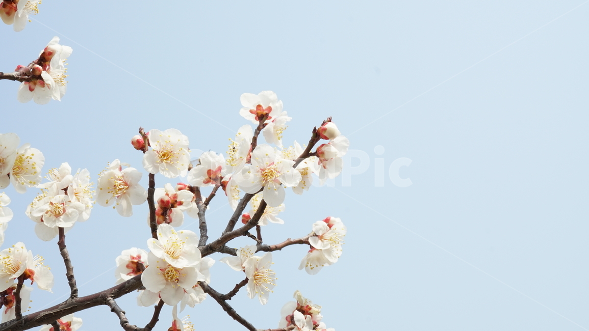 plant,식물,봄식물,봄,꽃,봄꽃,벚꽃,벚꽃놀이,벚꽃구경,꽃구경,봄나들이,cherryblossom,flower,blossom