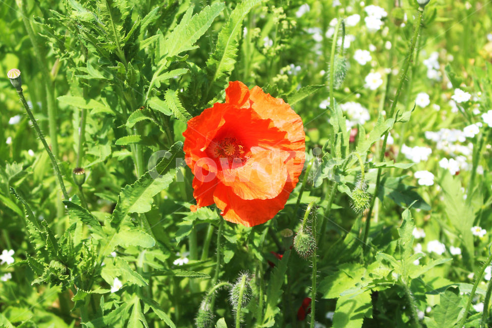 양귀비,꽃,자연,빨강,감성사진,red,flower