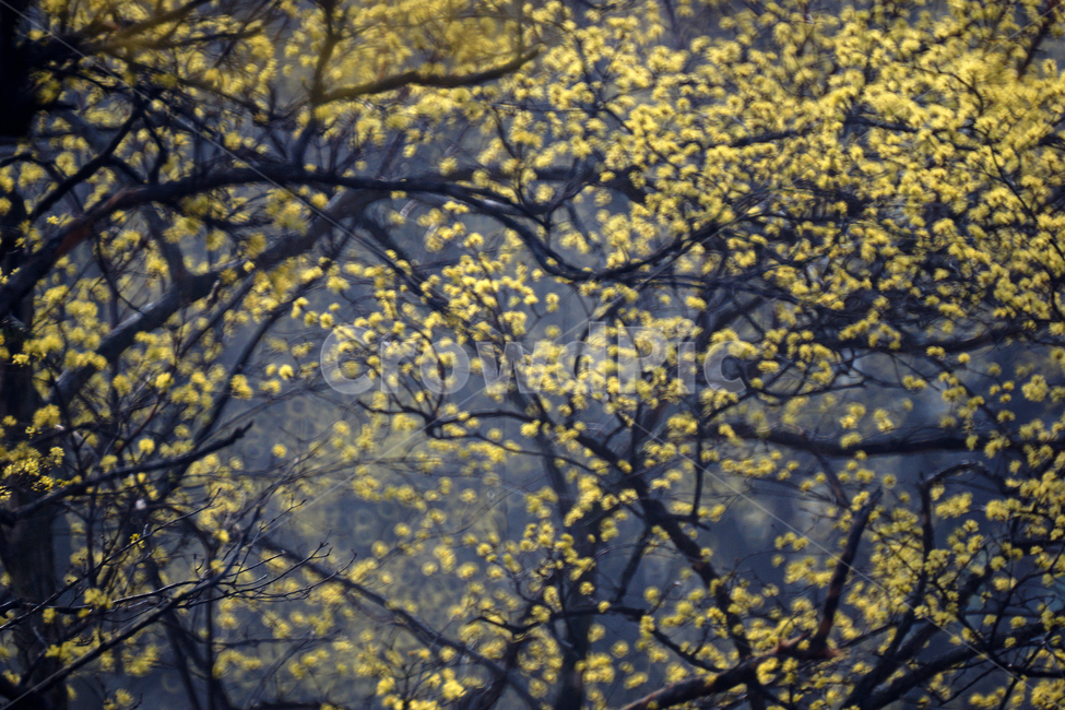 산슈유,봄,노랑,축제,감성,봄,계절,spring,season,식물,자연,plants,nature,꽃,flower,tree,나무,plant