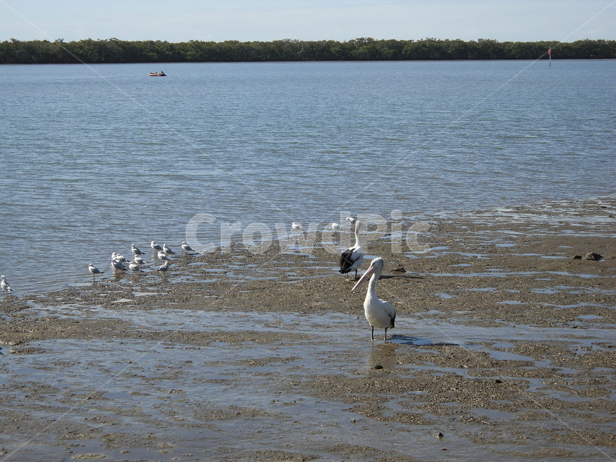 새,바다,흰색,bird,birds,동물,animal,조류,새,birds