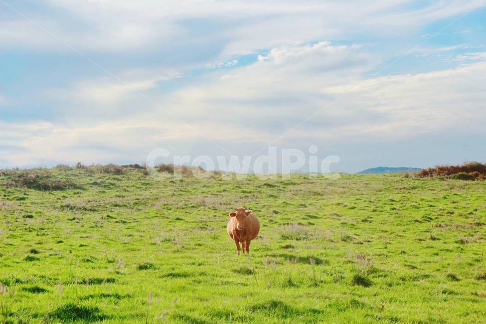 가축,동물,소,포유류,들,자연,목초지,cattle,mammal,animal,cow