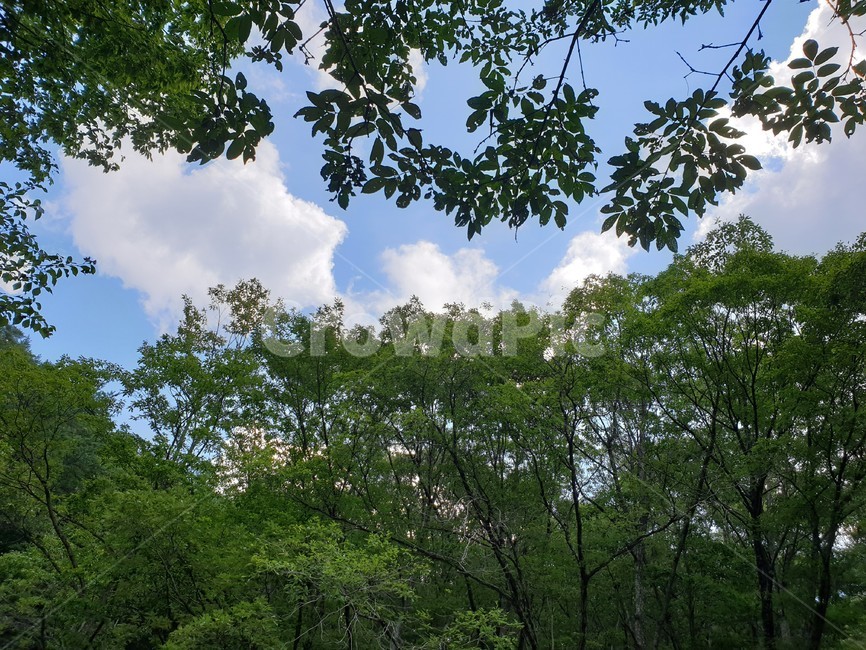 산,구름,파랑,bluesky,녹색초록,green,자연풍경,여름,나무,숲