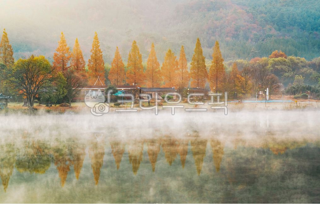 pond,Five bags,Reservoir,mist,metasequoia,water fog,mountain,Five Bon Festival,sight,weather,season,Soryuji,Maple,Fog,reflection,nature,tree,water,shine,korea,outdoors,mountain village,Asia,plant,Bangjuk,dawn,Naju,valley,Sunrise,autumn,lake,fog