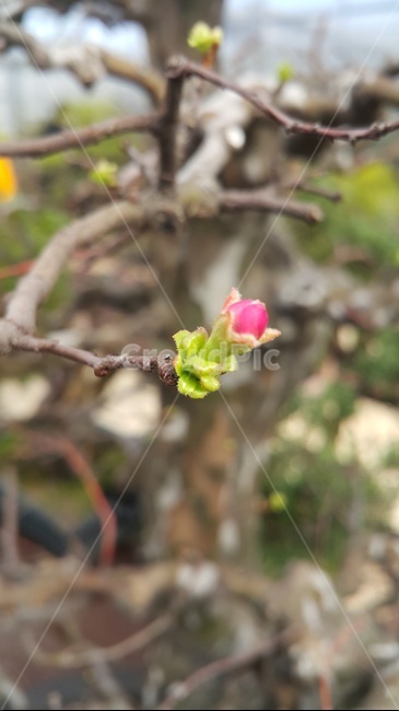 plant,식물,sprout,flower,새싹,싹,꽃,bud,식물,자연,plants,nature,꽃,flower