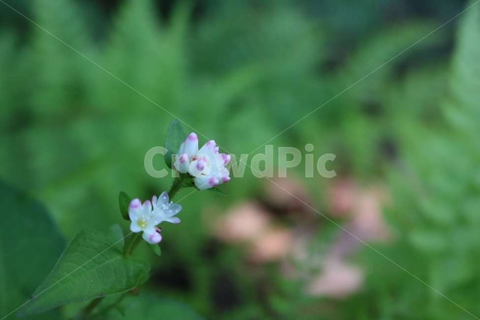 꽃,분홍,흰색,식물,초록,flower,hana,pink,pinku,white,shiro,plants,shokubutsu,green,midori,식물,자연,plants,nature,꽃,flower