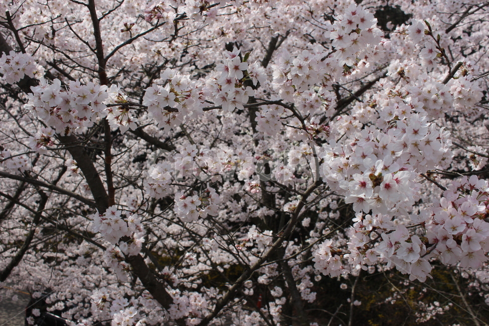 벚꽃,자연,봄,분홍,여유,봄,계절,spring,season,식물,자연,plants,nature,꽃,flower,plant,blossom,cherry blossom