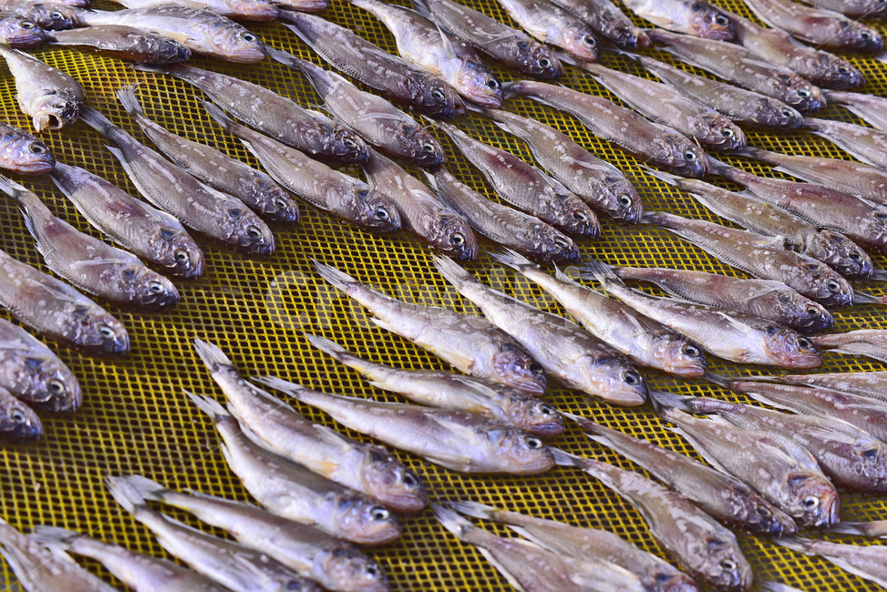 건어물,조기,수산물,건조,동물,fish,물고기,animal,해양생물,stockfish,driedfish,음식,식자재,식재료,푸드,food,반찬거리,튀김용,찜용,배경,바탕,백그라운드,토종,국산,우리것,바닷물고기,담백한맛,어린고기,수산시장,해물,어시장,수산물,해산물,fishery products,seafood