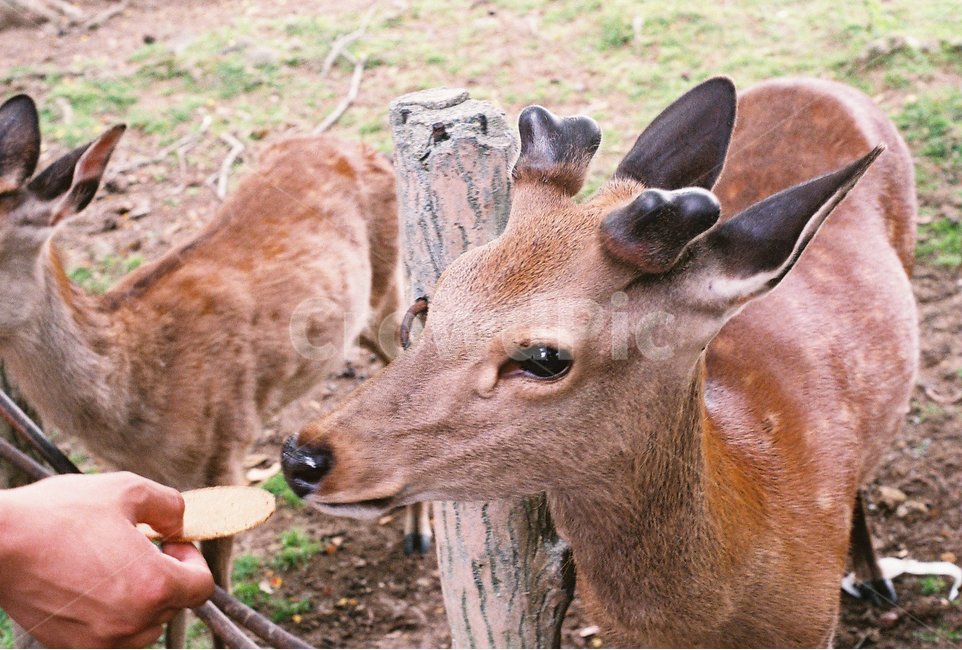 동물,사슴,나라공원,센베,감성,필름,동물,animal,포유류,mammal
