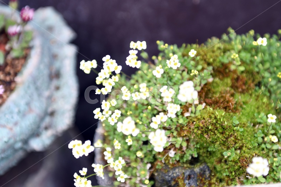 식물,꽃,감성사진,자연,flower,꽃사진,봄,봄꽃,계절,감성,4월,spring,힐링,자연풍경,풍경,봄,계절,spring,season,식물,자연,plants,nature,꽃,flower,plant,blossom