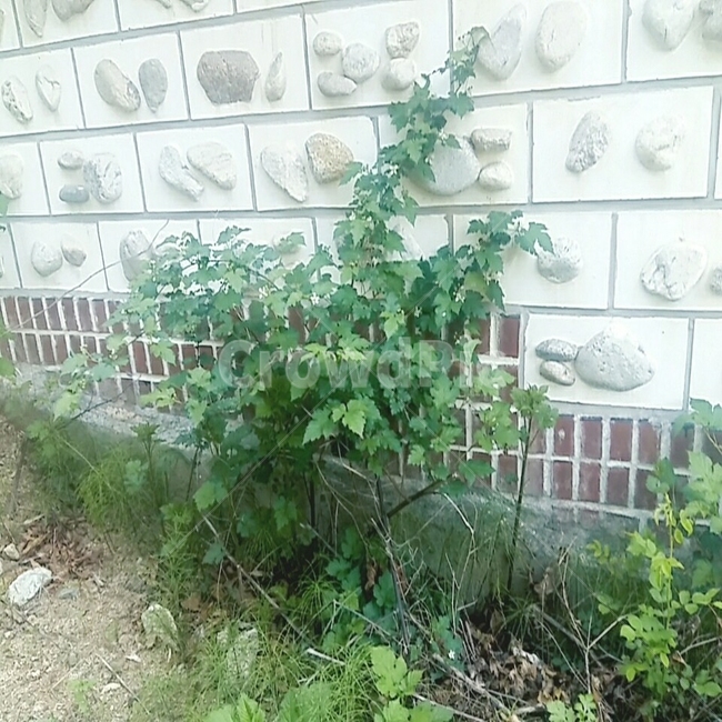 담,연두빛,식물,덩쿨,돌