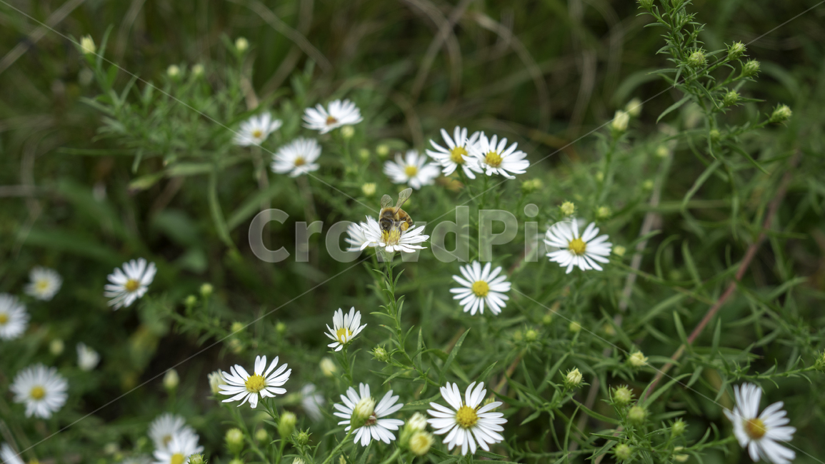 꿀벌,벌,꽃,야생화,꿀,백공작,자연,공원,들꽃,가을,쑥부쟁이,식물,자연,plants,nature,꽃,flower,동물,animal,곤충,벌레,insect,bug