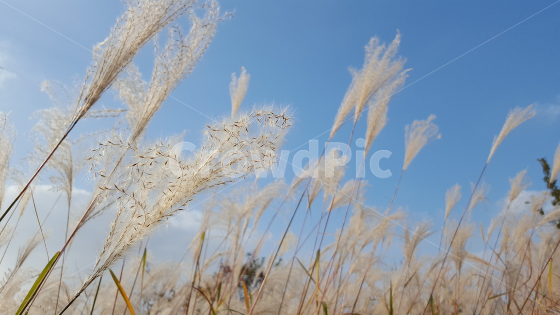 갈대,억새,가을,풍경,가을풍경,가을나들이,가을,계절,fall,autumn,season,식물,자연,plants,nature,grass,잔디,plant
