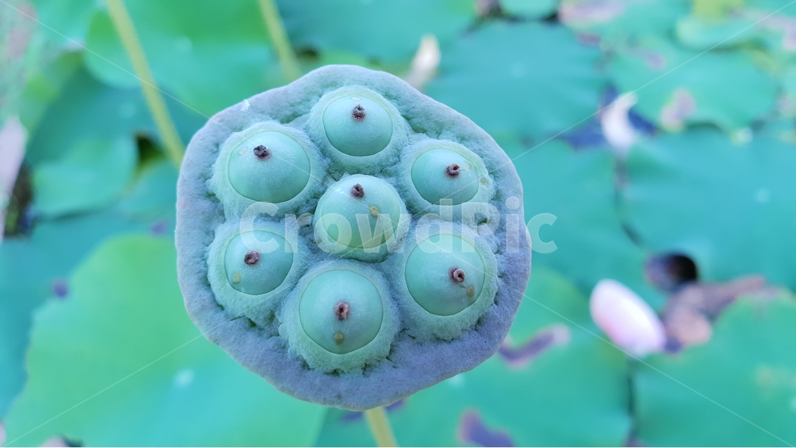 연밥,씨앗,여름,연못,식물,자연,초록,결실,꽃진자리,lotusseed,nature,plant,summer,수생식물,다년생,번식,생존,연꽃열매,연꽃씨앗,배경,배경이미지,배경화면,식물,자연,plants,nature