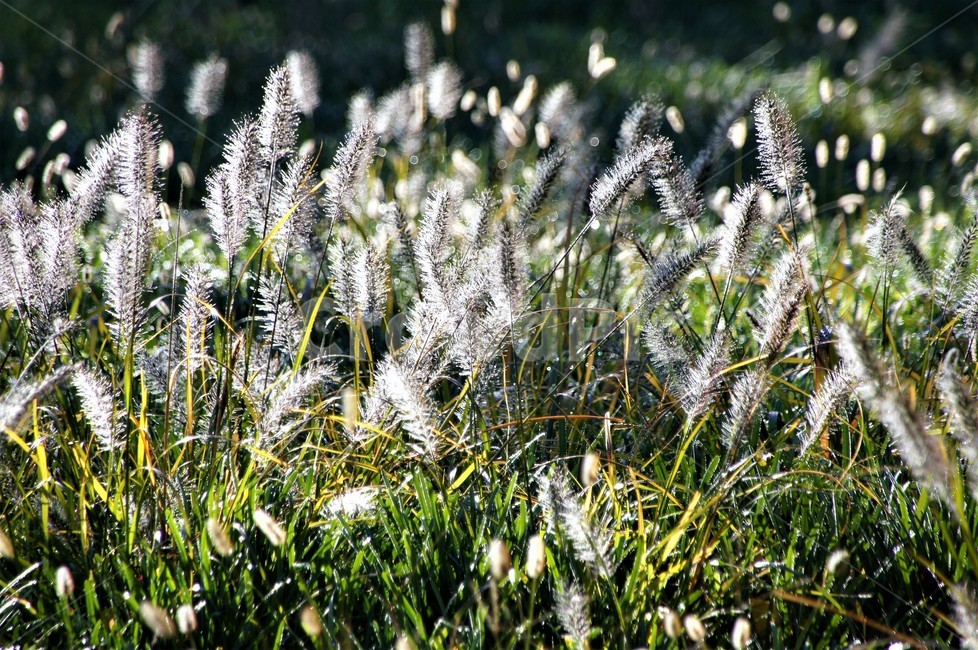 가을,미니억새,자연,식물,감성,자연풍경,풍경,nature,autumn,season,emotion,식물,자연,plants,nature