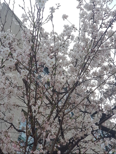 plant,blossom,flower,cherryblossom,식믈,꽃,벚꽃,봄