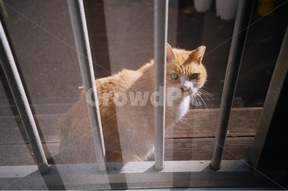 고양이,동물,감성,필름,아날로그,색감