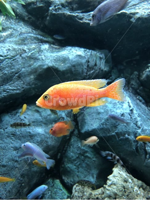 ocean,fish,Biology,sea creatures,aquarium