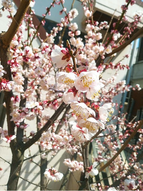 홍매화,매화,봄꽃,봄,분홍색,꽃잎,봄,계절,spring,season,plant,식물,flower,꽃,blossom