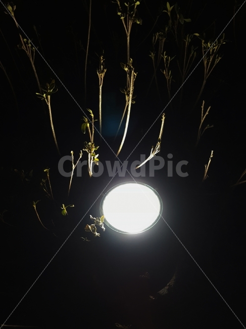 나무,역광,조명,빛,봄,식물,자연,plants,nature,야경,밤,풍경,nightscape,night,landscape,outdoors,옥외