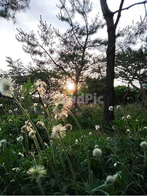 꽃,민들레,예쁜,휴식,희망