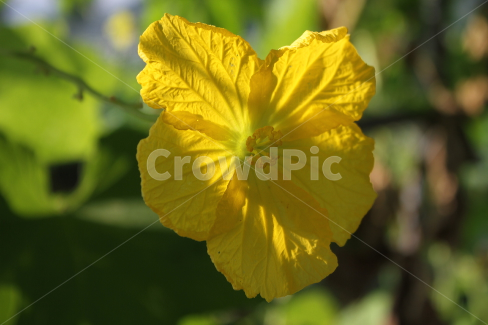 수세미,수세미꽃,노랑,식물,luffacylindrica,식물,자연,plants,nature,꽃,flower