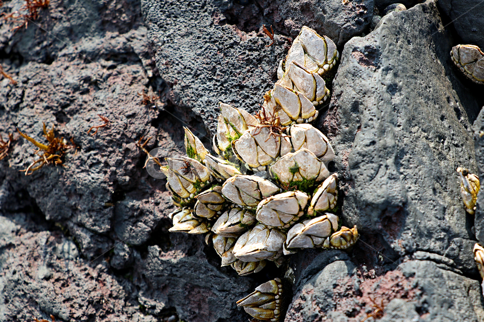 barnacle,거북손,갑각류,거북손붙이,절지동물,식재료,food,요리재료