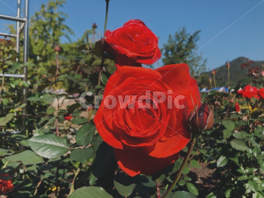 꽃,장미,장미꽃,rose,blossom,plant,식물,flower