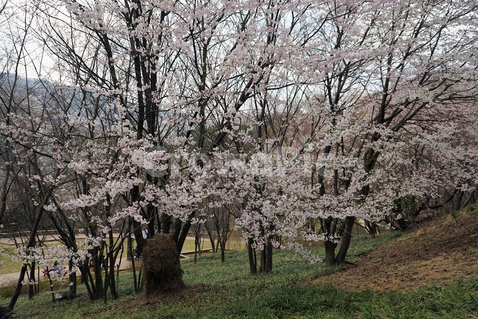 봄,가지,나무,벚나무,벚꽃,cherrytree,blossom,nature,spring,scenery,landscape,봄풍경,봄꽃,봄,계절,spring,season,식물,자연,plants,nature,꽃,flower,나무,trees,wood,plant,cherry blossom
