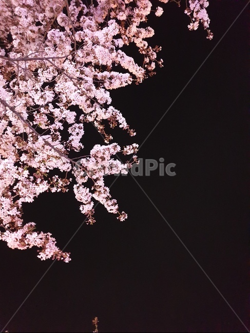 벚꽃,밤,야경,꽃,분홍,봄,봄,계절,spring,season,야경,밤,풍경,nightscape,night,landscape,plant,식물