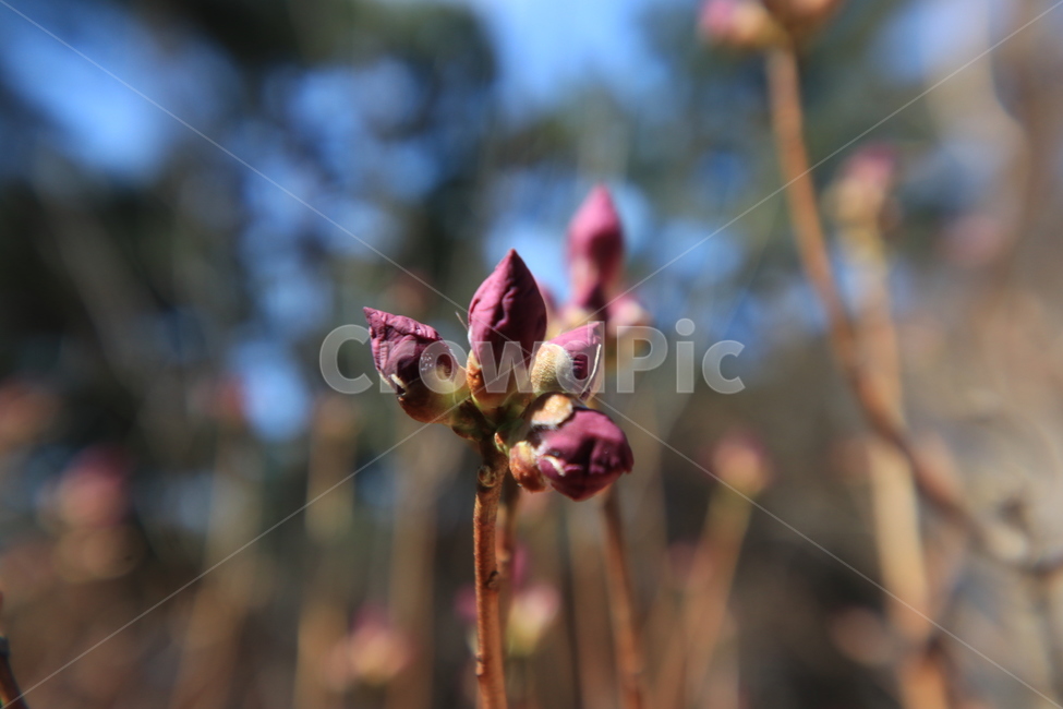 봄,꽃,진달래,spring,flower,봄,계절,spring,season,식물,자연,plants,nature,꽃,flower,sprout,새싹,blossom,bud,싹,plant