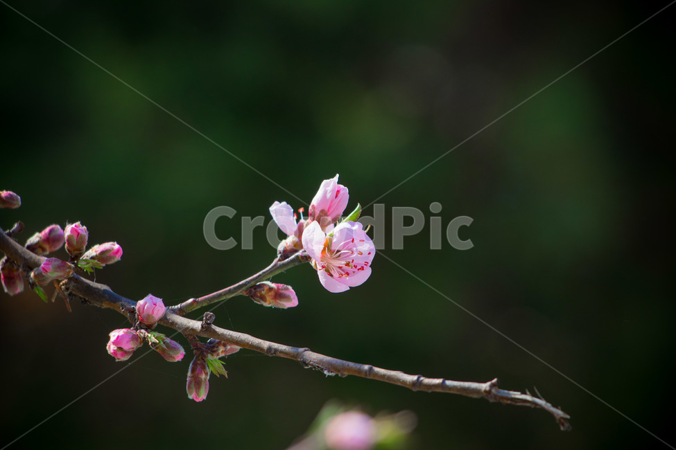 plant,식물,봄,spring,flowerbud