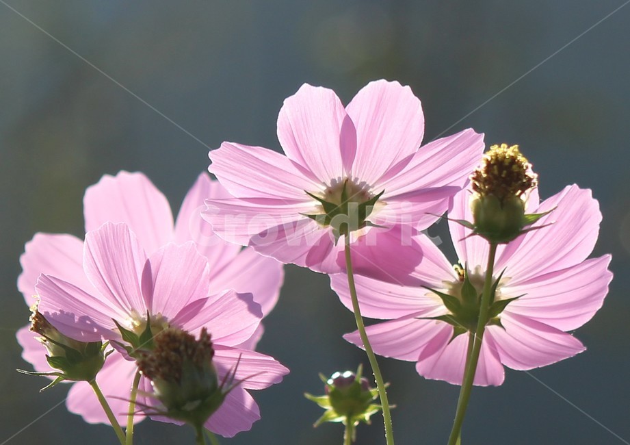 코스모스,식물,자연,분홍색,역광,plant,blossom,꽃,geranium,제라늄,flower,가을,계절,fall,autumn,season,식물,자연,plants,nature,꽃,flower