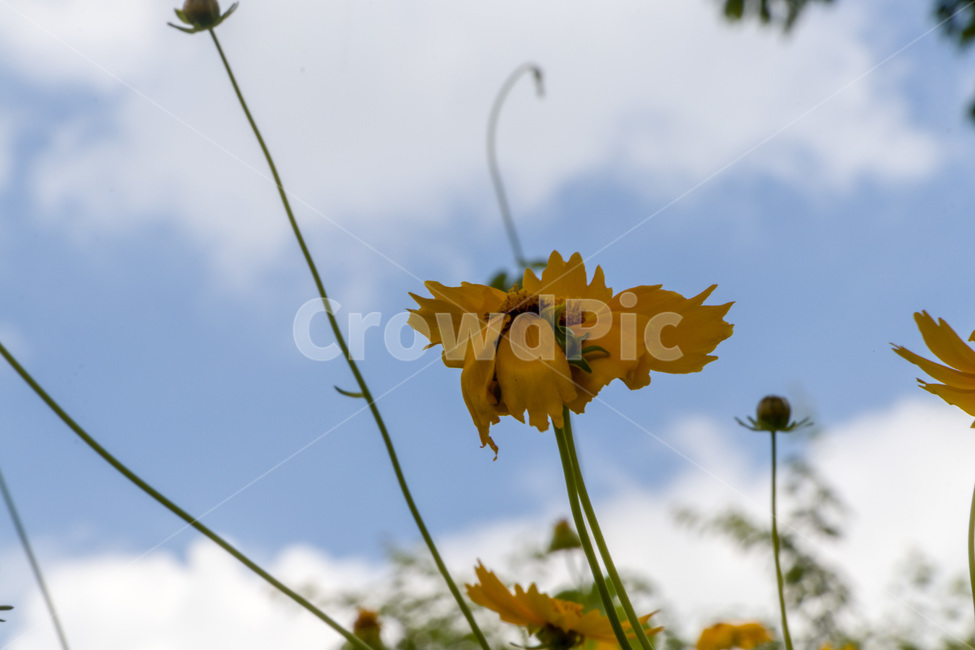 국화,해국,꽃,chrysanthemum,flower