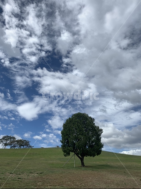 tree,나무,plant,식물,나홀로나무