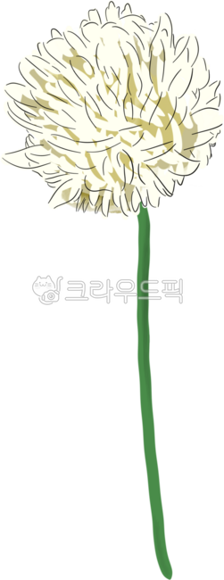 토끼풀,풀,풀꽃,토끼풀꽃,야생화,들꽃