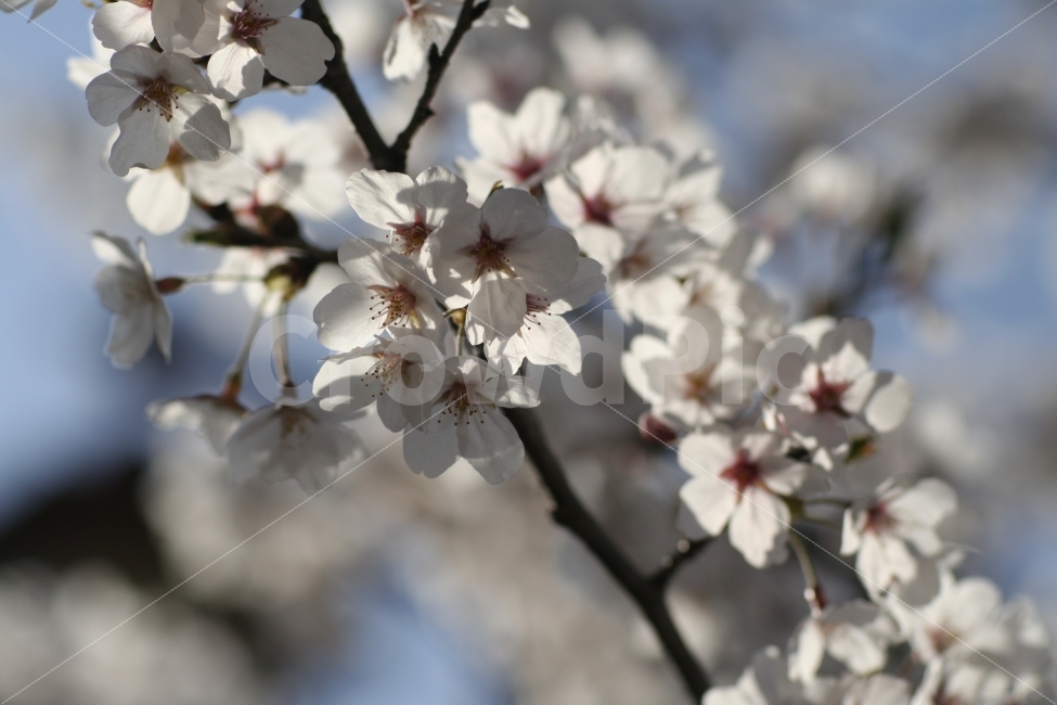 벚꽃,봄,꽃,나무,꽃잎,식물,자연,plants,nature,봄,계절,spring,season,꽃,flower,plant,blossom