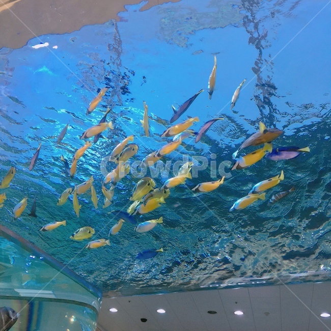 물고기,물,아쿠아리움,전시,관람,동물,animal,어류,물고기,fish