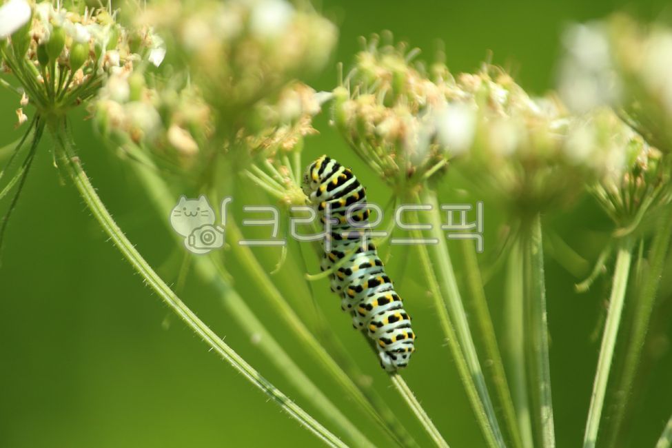 식물, plant, 곤충, animal, insect, 사진,이미지,일러스트,캘리그라피 - benjamin작가