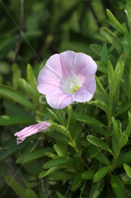 geranium,제라늄,plant,식물,blossom,꽃,flower,분홍색,나팔꽃,모닝글로리,morningglory,식물,자연,plants,nature,꽃,flower