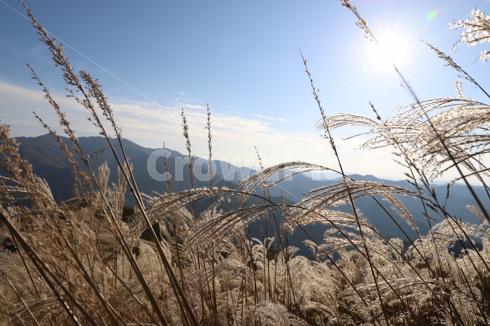 억새,가을,태양,자연,풍경,산,가을,계절,fall,autumn,season,식물,자연,plants,nature,grass,잔디,plant
