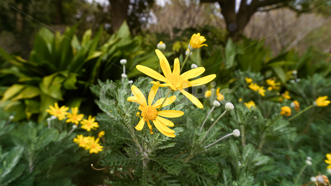 꽃,식물,자연,배경화면,힐링,plants,nature,season,감성,색상,색채,색깔,colorsensitivity,feelingofcolor,평온함,flower,landscape,jeju