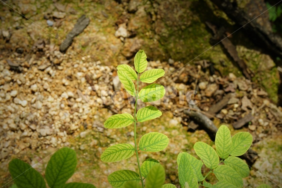자연,산행,잎,햇빛,nature,tracking,leaves,sunlight,식물,자연,plants,nature