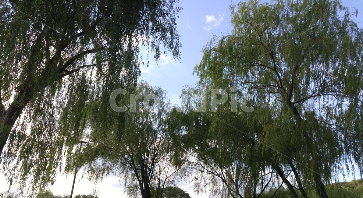 나무,큰나무,초록,나무가지,tree,자연,풍경,nature,landscape,plant,식물
