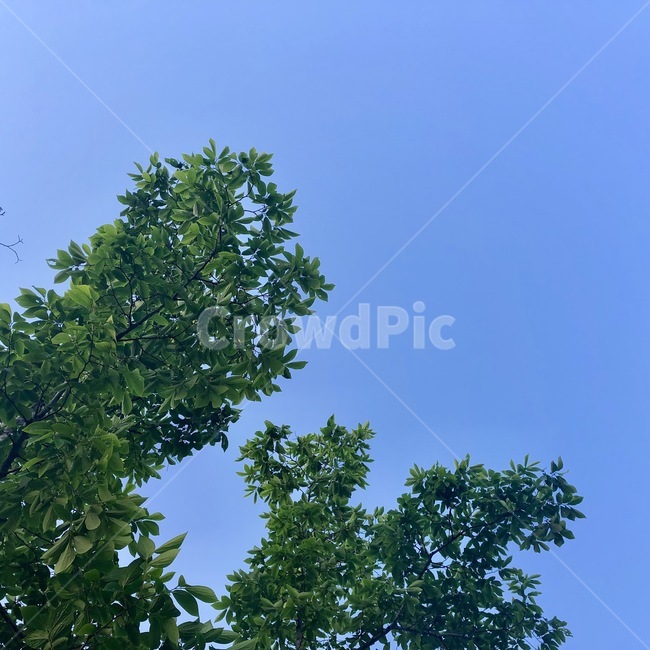 tree,나무,plant,식물,하늘,자연,풍경,nature,landscape