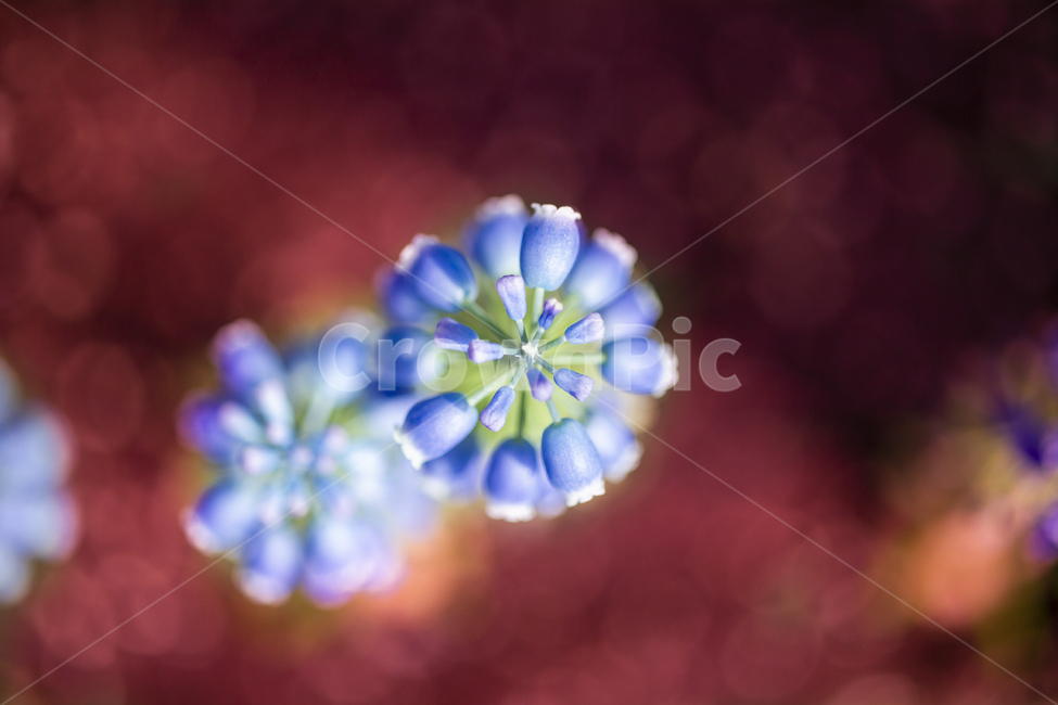 plant,식물,flower,꽃,무스카리,봄꽃,야생화