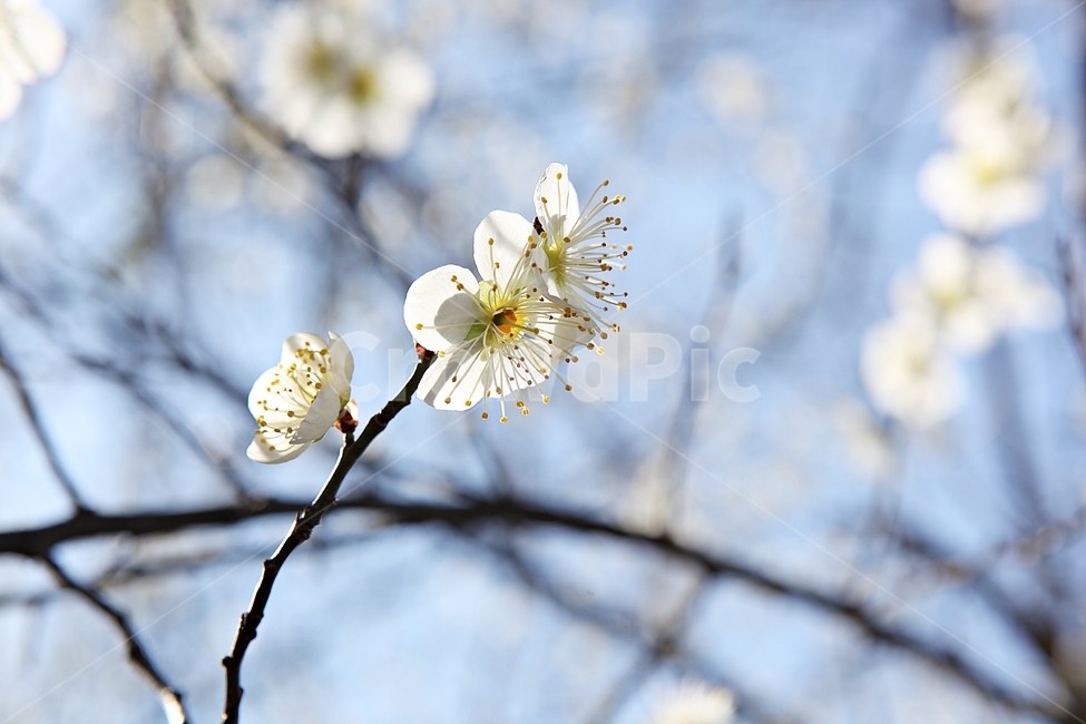 매화꽃,매화,꽃,꽃잎,봄꽃,봄,식물,자연,공원,식물,자연,plants,nature,꽃,flower