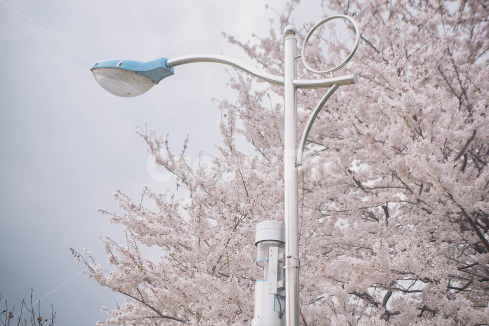 자연,풍경,벚꽃,봄꽃,식물,꽃,계절,season,봄,spring,cherryblossom,blossom,flowers,plant,나무,tree,가로등,lamp,가로수,봄,계절,spring,season,자연,풍경,nature,landscape