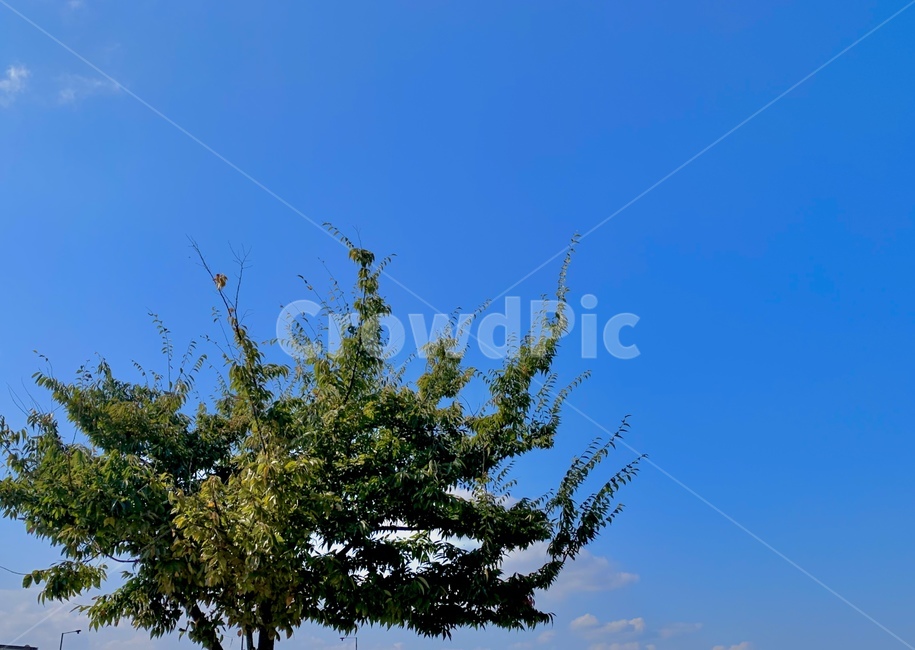 나무,자연,하늘,감성,식물,plant,tree