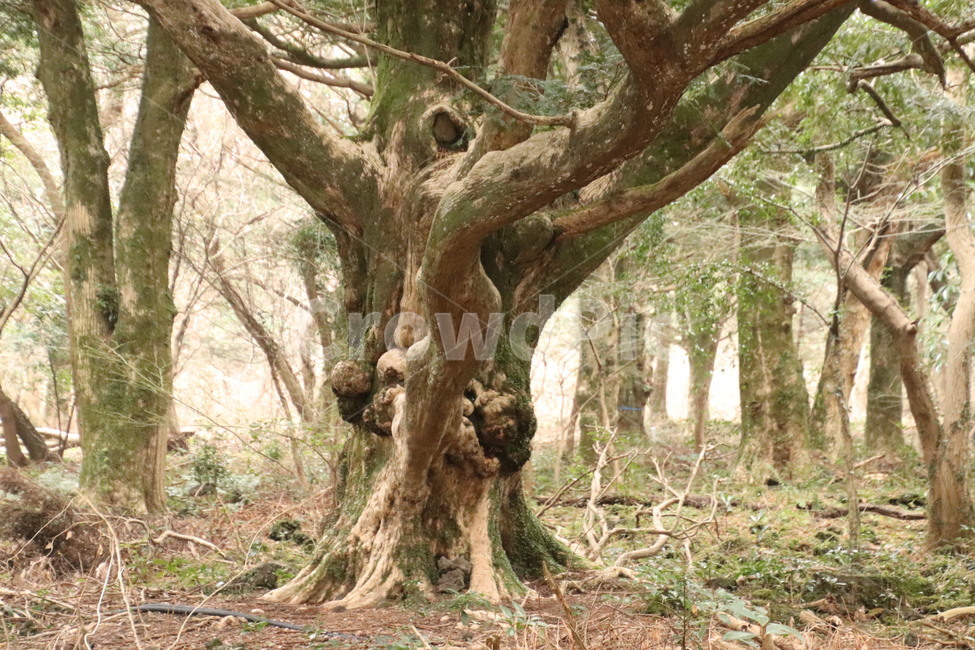 식물,나무,나무줄기,제주,비자나무,나무,trees,wood