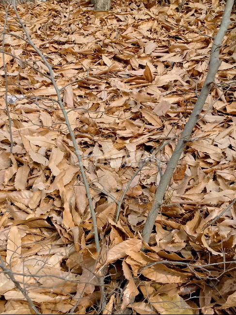 자연,낙엽,나뭇잎,잎,leaf,옥외,outdoor,가을